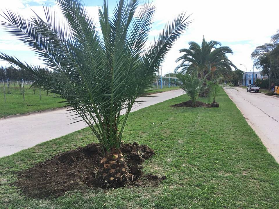 En el marco de la renovación de los alambrados perimetrales del estadio Enrique Fitte, la Dirección de Espacios Verdes de la Municipalidad realizó el trasplante de cuatro palmeras phoenix canariensis que habían crecido de modo silvestre junto al cerco.