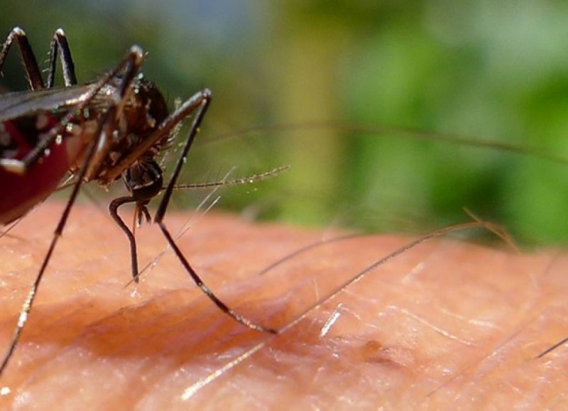 El mosquito vector.