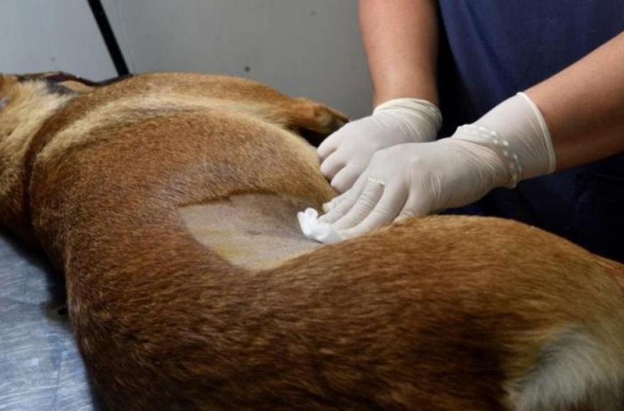 Buscan fortalecer la castraci&oacute; de mascotas en el distrito