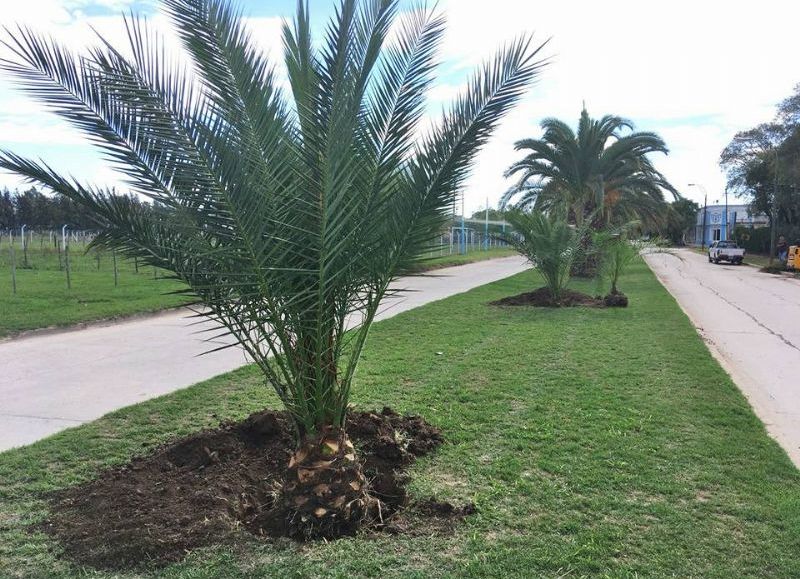 Personal municipal trabaja para mejorar los espacios verdes.