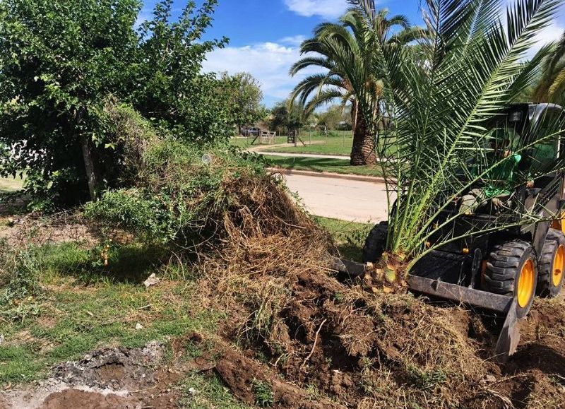 Personal municipal trabaja para mejorar los espacios verdes.