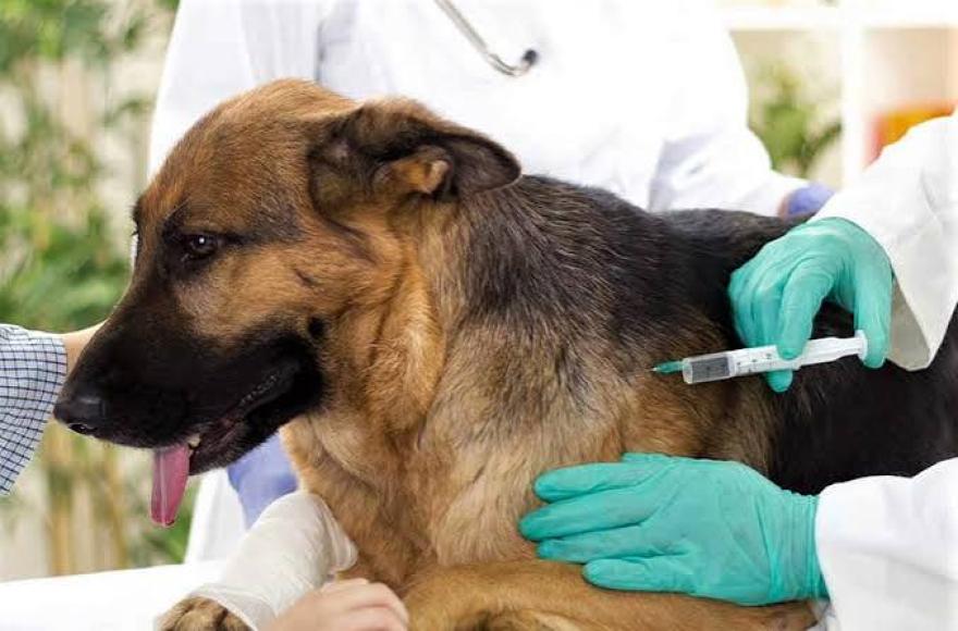 Vacunación antirrábica para perros y gatos en Duggan y Villa Lía