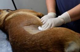 Buscan fortalecer la castraci&oacute; de mascotas en el distrito
