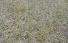 Preocupación: la sequía pone en riesgo a la producción agropecuaria de Areco y la región