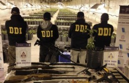 San Antonio de Areco: histórico golpe al narcotráfico con el secuestro de 4.000 plantas de marihuana