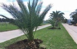 El municipio efectuó el trasplante de cuatro palmeras