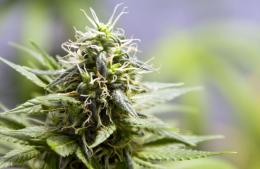 CBD y bienestar femenino: investigación sobre dolor menstrual y síntomas de la menopausia
