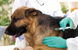 Vacunaci&oacute;n antirr&aacute;bica para perros y gatos en Duggan y Villa L&iacute;a