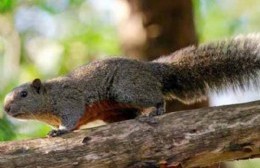 Creciente preocupación por la invasión de ardillas en San Antonio de Areco